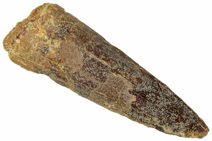 Fossil Spinosaurus Tooth - Real Dinosaur Tooth #310874